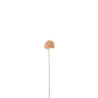 Blüte Allium in Rosa